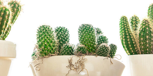 Cactus Plant Thorny Succulents Evergreen Indoor Flower Flower Pot Copy Stock Image