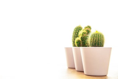 Kaktüs ev bitkisi dikenli sulu sulu çiçek saksısı fotokopi alanı flora arka planı