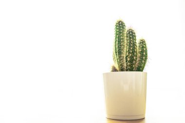 Kaktüs ev bitkisi dikenli sulu sulu çiçek saksısı fotokopi alanı flora arka planı