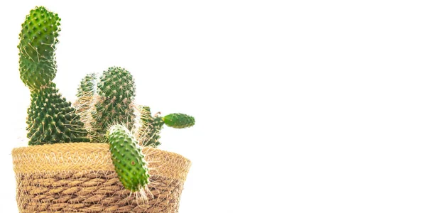 Домашнее Растение Кактуса Тернистые Суккуленты Вечнозеленые Крытый Цветок Цветочный Горшок — стоковое фото