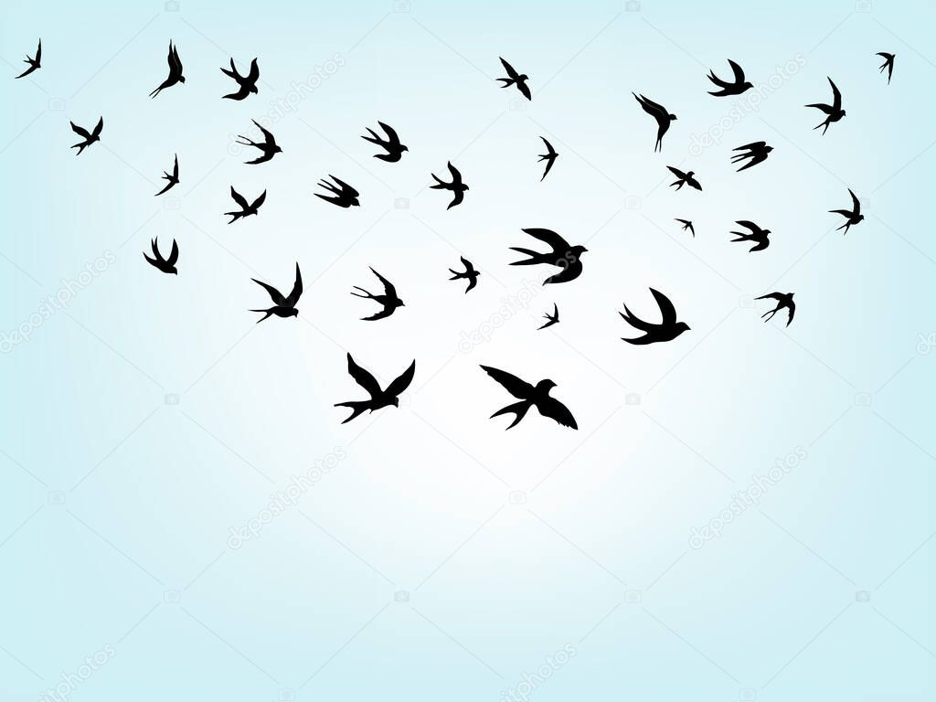 swallows. Black silhouette on a white background. Silhouette of a swarm of swallows. Black contours of flying birds. Flying swallows. Tattoo vector illustration isolated on blue background.