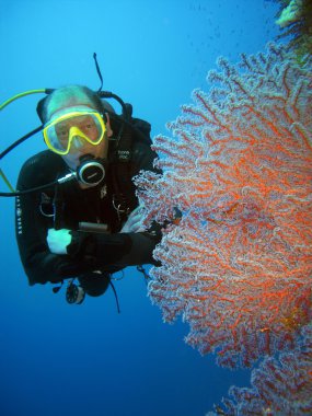 Scuba dalgıcı ve mercan resifi