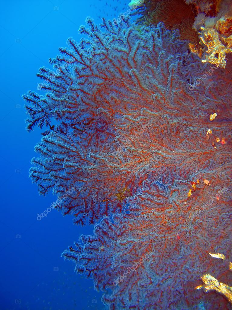 Fan coral in the Red Sea — Stock Photo © Anna_Andych 47008679