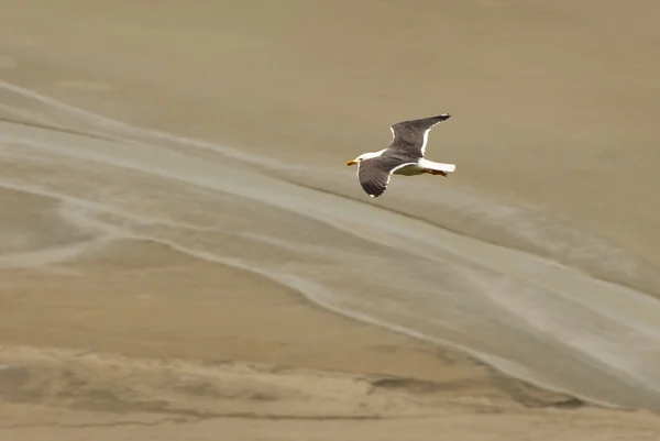 Gaviota blanca sobrevolando la playa atlántica —  Fotos de Stock