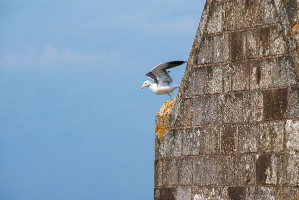 Mont saint-michel Manastırı kulesindeki kalktıktan martı — Stok fotoğraf