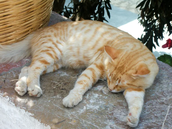 Gato vermelho dormindo em uma parede no verão quente na Grécia — Fotografia de Stock