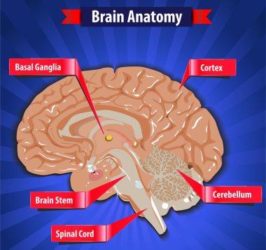Brain function, human brain anatomy with Basal Ganglia, Cortex, Brain Stem, Cerebellum and Spinal Cord- vector eps10 clipart