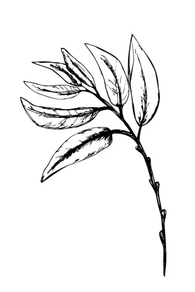 Vector Sketch Leaves Doodle Leaves Illustration Drawn Hand Willow Branch — Vetor de Stock