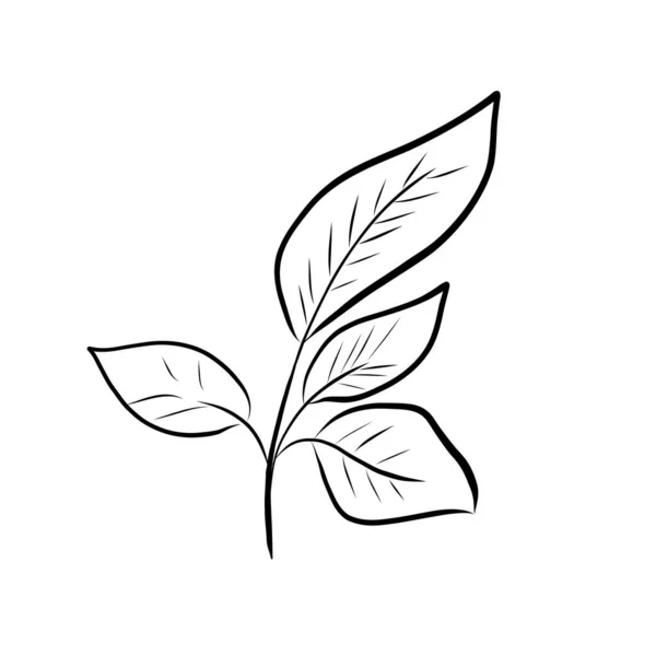 Förgreningar. Konturgrenen. Dekorativ gren illustration. Vektorillustration, ikon. Svart och vit ritskiss, handritad. — Stock vektor