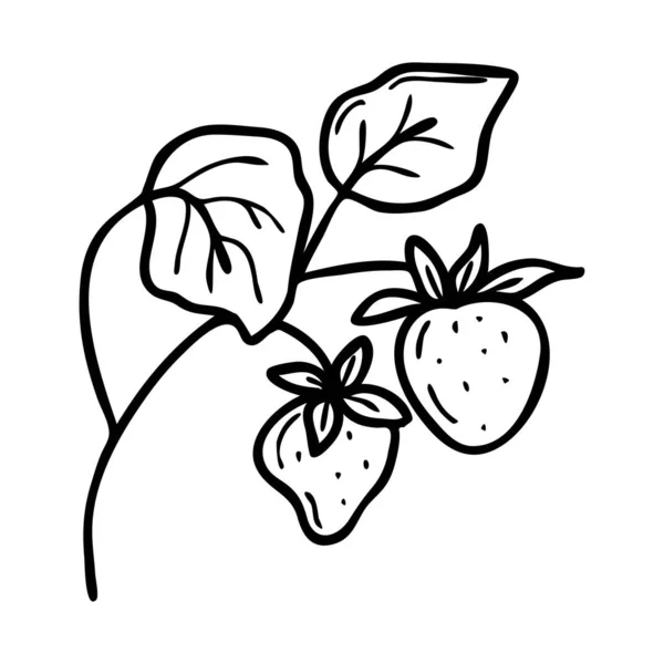 野生のイチゴ 手描きのストロベリーベクトルイラスト 野生のベリーアイコン — ストックベクタ