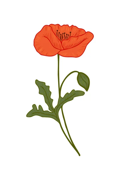 Pavot rouge, illustration vectorielle de gribouillis. Une branche de pavot. Clipart. Les fleurs sont dessinées à la main. Conception pour cartes postales, compositions et autocollants. — Image vectorielle