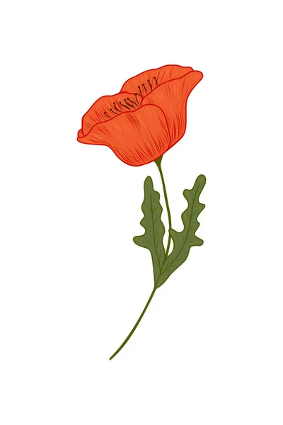 Roter Mohn, Vektor-Doodle-Illustration. Mohnzweig. Clipart. Blumen werden von Hand gezeichnet. Design für Postkarten, Kompositionen und Aufkleber. — Stockvektor