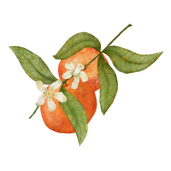 Orange Watercolor Orange Twig Leaves Juicy Orange Fruit Isolated White — Photo