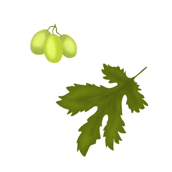 Зеленый Виноград Листьями Белом Фоне Иллюстрация Винограда Осенние Ягоды — стоковое фото