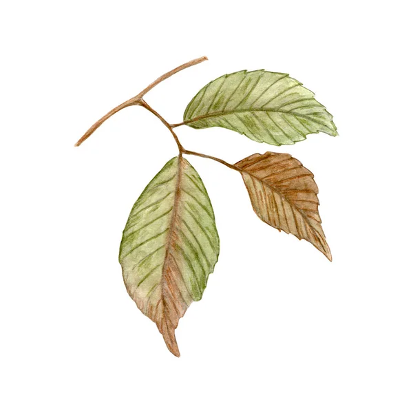 Autumn Element Branch Leaf Autumn Watercolor Leaf Isolated White Background — Zdjęcie stockowe
