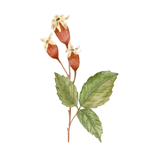 Autumn Watercolor Rose Hips Rosehip Fruits Branches Design Cover Textile — 스톡 사진