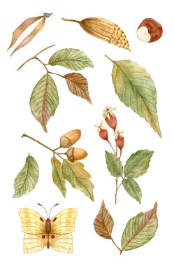 Autumn set with various leaves, berries and butterflies. Watercolor design for stickers and icons