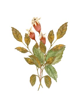 Autumn flowers. Watercolor composition of autumn flowers. Design for postcards and stickers. Isolated on white background