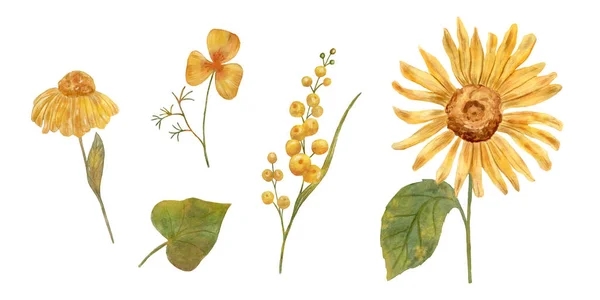 Jesienne Kwiaty Skład Akwareli Jesiennych Kwiatów Słonecznik Projektowanie Pocztówek Naklejek — Zdjęcie stockowe