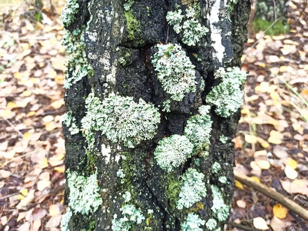 Photo Birch Forest Close — Stock Photo, Image