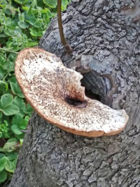 Ağaç yaprakları vurulmuş - yakın plan