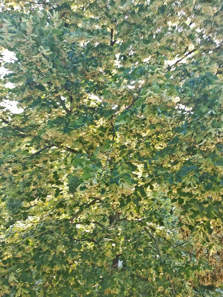 Träd Löv Skott Närbild — Stockfoto