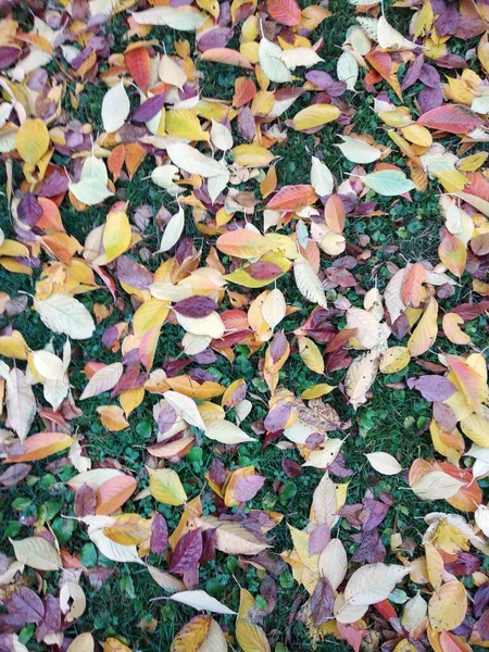 Träd Löv Skott Närbild — Stockfoto