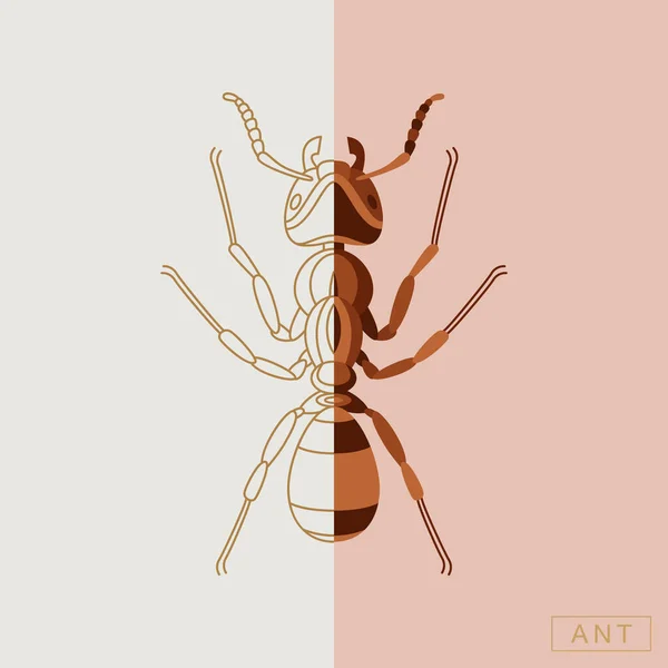 추상적 인 곤충 을묘 사 한 삽화 — 스톡 벡터