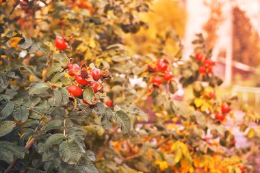 Sarı ve yeşil gül yapraklı kırmızı meyveler. Hasat zamanı, tıbbi ve yararlı bitkiler. Rosehip yaprakları. Yumuşak seçici odak.