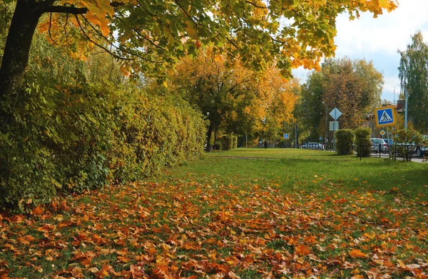 Hojas Amarillas Anaranjadas Yacen Sobre Hierba Verde Sobrepasando Tiempo Parque — Foto de Stock