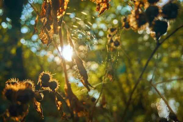 Rostlina Tuřín Suché Listy Stonky Mezi Rostlinami Svítí Slunce Měkké — Stock fotografie