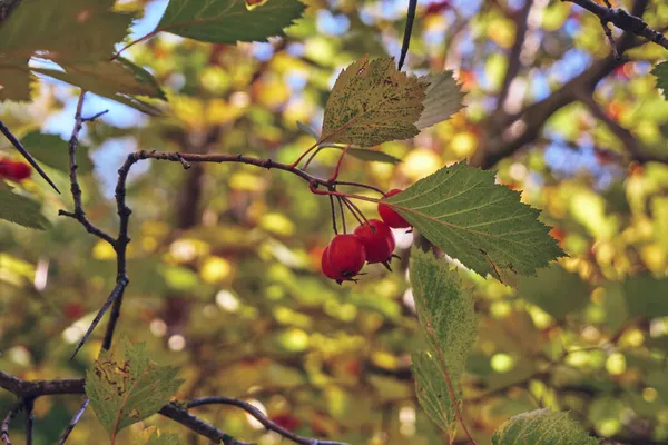 열매들 가지에 클로즈업 부드럽고 선택적 의용도 — 스톡 사진