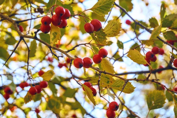 열매들 가지에 클로즈업 부드럽고 선택적 의용도 — 스톡 사진