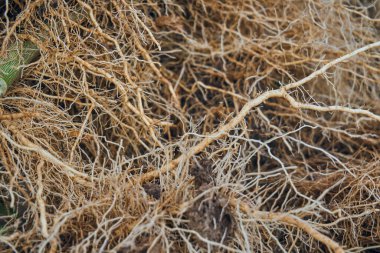 Bitkilerin kökleri damarlara ve kılcal damarlara yakındır. Kalıplaşmış kökler.