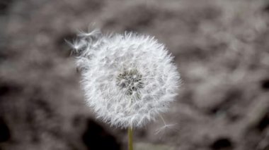 Karahindiba beyazı renginde, biri yerde duruyor, bazen güçlü bir rüzgar esiyor, ama yerinde duruyor.