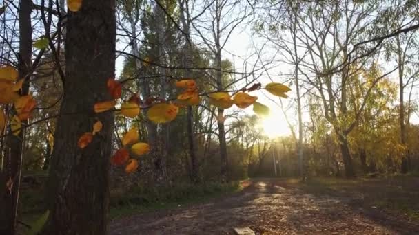 Sonbahar Rüzgarda Sallanan Yapraklar Ağaçların Dallarında Süzülen Güneş Işınları Sonbahardan — Stok video