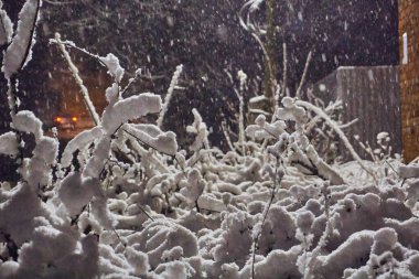 Kış, beyaz pofuduk kar. Karda dallar ve yapraklar, arka plan, yumuşak seçici odaklanma. Kış havası, yağan kar.