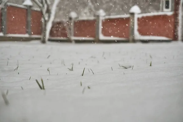 Winter Grond Ligt Eerste Sneeuw Waaruit Het Groene Gras Steekt — Stockfoto
