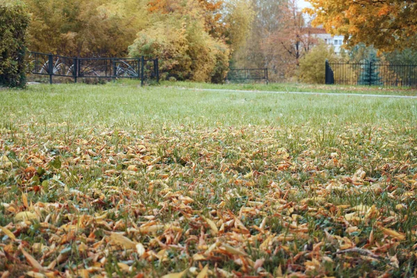 Autumn Lawn Green Grass Dry Leaves Lot Free Space Background — Stockfoto