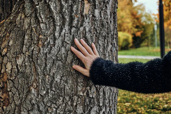 Autumn Human Female Hand Touches Bark Tree Connection Man Nature — Foto de Stock
