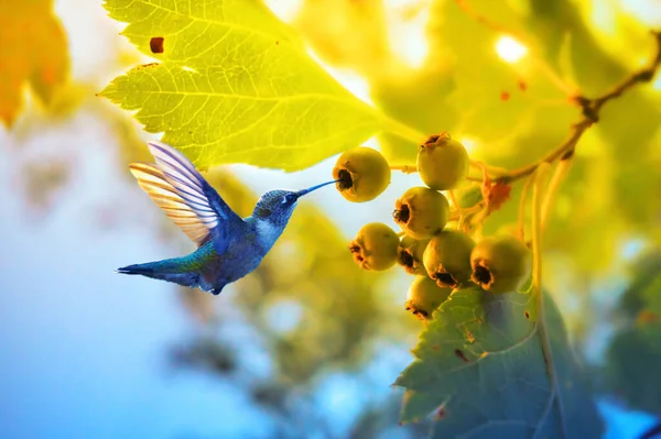 Fruits Unripe Aronia Hummingbird Bird Flew Berries Sunny Summer Day — Stock Photo, Image