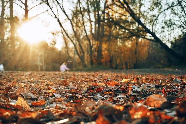 Herbstblätter Liegen Auf Dem Gras Durch Die Äste Und Blätter — Stockfoto