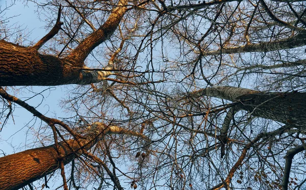 Гіллясті Дерева Листя Осінь Голі Дерева Гілки Камера Дивиться Знизу — стокове фото