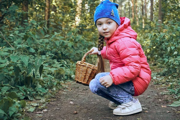 一个穿着粉色夹克 头戴蓝色帽子的女孩 穿过秋天的森林 在篮子里收集圆锥和干枯的叶子 — 图库照片