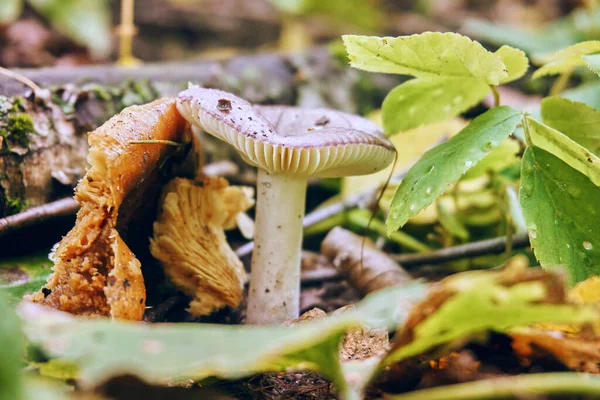 Een Paddenstoel Die Groeit Het Herfstbos Een Rauwe Huid Paddenstoelen — Stockfoto