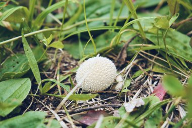 Lycoperdon perlatum mantar yağmurluk, yaygın yağmurluk ya da siğilli yağmurluk. Ekilebilir mantar..