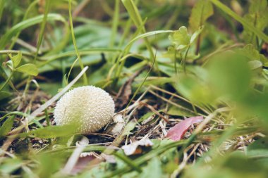 Lycoperdon perlatum mantar yağmurluk, yaygın yağmurluk ya da siğilli yağmurluk. Ekilebilir mantar..