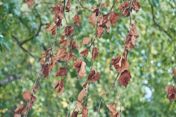 Una Rama Con Hojas Secas Entre Hojas Verdes Sanas Enfoque — Foto de Stock