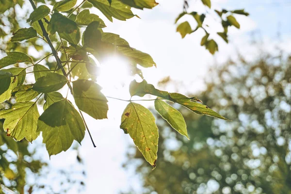 Яркое Солнце Светит Сквозь Листья Деревьев Бросая Красивые Огни Блики — стоковое фото