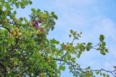 Elmalı bir ağacın dalları, mavi bir gökyüzünün arka planında, meyveli verimli bir ağaç. Çiçek açma ve hasat dönemi.